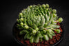 Sempervivum 'Pekinese' (S)