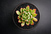 Echeveria 'Yamatoren'