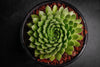Sempervivum 'Pekinese' (S)