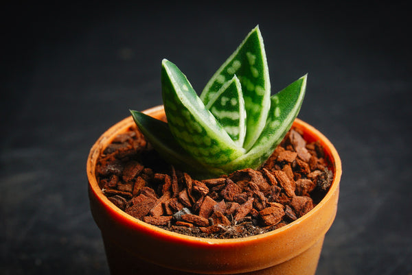 aloe gator succulent Aloe variegata 'Gator' (XS) – LET LOVE GROW (Succulent & Cactus)