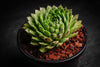 Sempervivum 'Pekinese' (S)