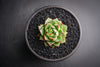 Echeveria purpusorum 'Shamrock'