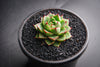 Echeveria purpusorum 'Shamrock'
