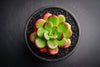 Echeveria 'Skinneri' (1 X CUTTING)