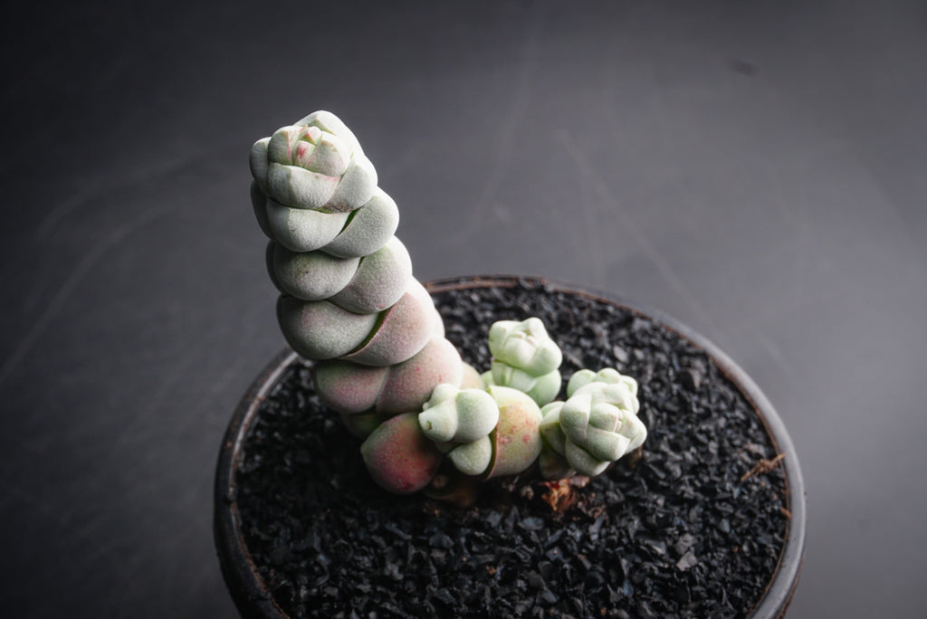 Crassula arta