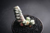 Crassula arta