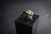 Crassula arta