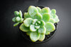 Sedum Clavatum (2 x CUTTING)