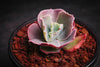 Echeveria 'Bumps' (Bump leaf )