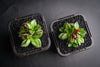 Crassula exilis ssp cooperi