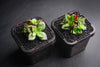 Crassula exilis ssp cooperi