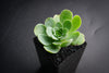 Aeonium aureum aka. Greenovia Aurea (XXS)