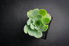Aeonium aureum aka. Greenovia Aurea (XXS)