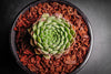 Sempervivum 'Pekinese' (S)