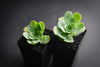 Aeonium aureum aka. Greenovia Aurea (XXS)