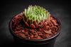 Sempervivum 'Pekinese' (S)