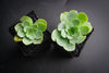 Aeonium aureum aka. Greenovia Aurea (XXS)