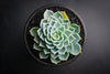 Echeveria secunda 'Glauca' (1 x CUTTING)