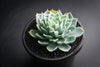 Echeveria secunda 'Glauca' (1 x CUTTING)