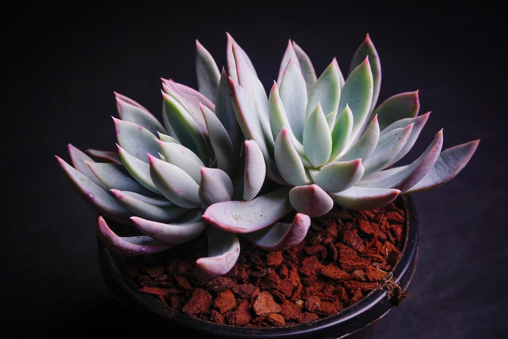 Echeveria 'Cleone'