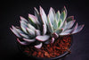 Echeveria 'Cleone'