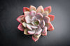 Graptoveria 'Debbie'