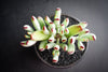 Cotyledon orbiculata var. oophylla minima