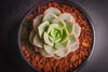 Echeveria Semnan