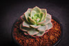 Echeveria Semnan