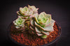 Echeveria Semnan