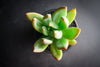 xPachyveria 'Bea'