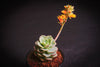 Echeveria Semnan