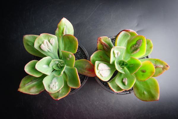 baron bold succulent Echeveria' Baron Bold' – LET LOVE GROW (Succulent & Cactus)