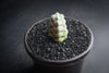 Crassula arta