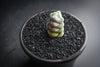 Crassula arta