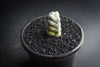 Crassula arta