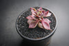 Sinocrassula indica (CLUSTER)