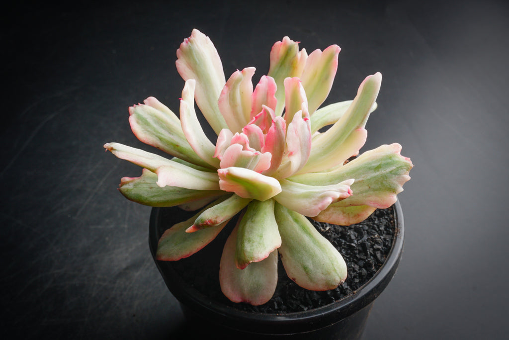 Echeveria zahnii var. 'Hoveyi'
