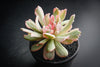 Echeveria zahnii var. 'Hoveyi'