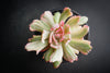Echeveria zahnii var. 'Hoveyi'