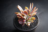 xGraptoveria 'Fred Ives' f. cristata