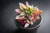 xGraptoveria 'Fred Ives' f. cristata
