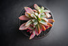xGraptoveria 'Fred Ives' f. cristata