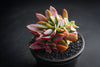 xGraptoveria 'Fred Ives' f. cristata
