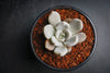 Echeveria 'Beverley'