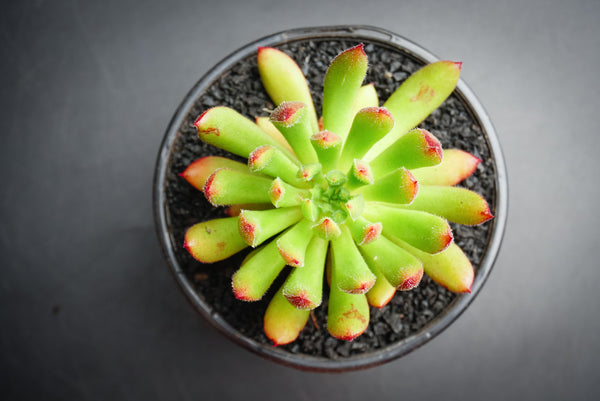spruce oliver succulent Echeveria 'Spruce Oliver' (1 X CUTTING) – LET LOVE GROW (Succulent & Cactus)