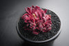Crassula pubescens
