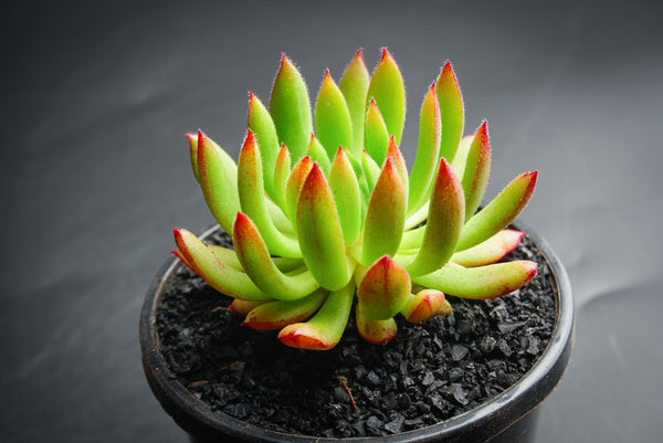 spruce oliver succulent Echeveria 'Spruce Oliver' (1 X CUTTING) – LET LOVE GROW (Succulent & Cactus)