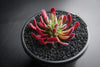 Crassula pubescens