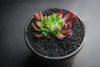 Crassula pubescens